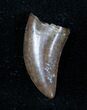 Inch Nanotyrannus Tooth From Montana #3143-1